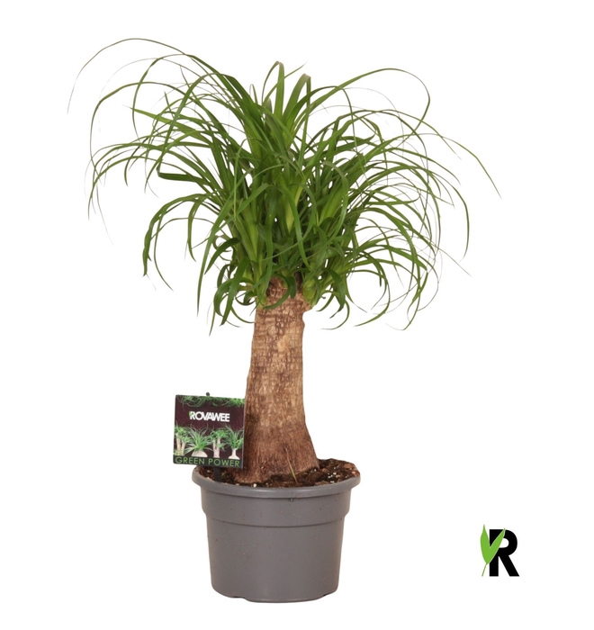 <h4>Beaucarnea recurvata</h4>