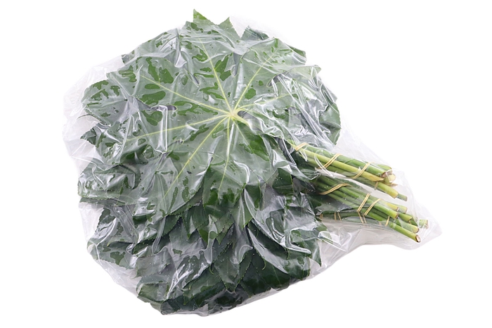 <h4>Aralia Small Vacuum 30 Cm X5</h4>