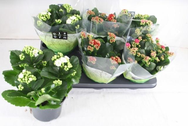 <h4>KAL GE GEM 4 KL</h4>