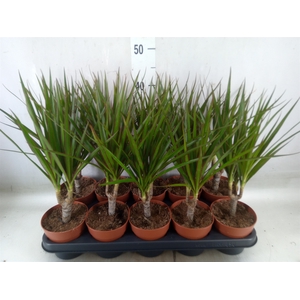 Dracaena marg.