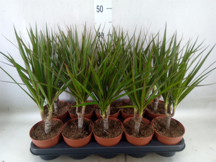 <h4>Dracaena marg.</h4>