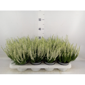 Calluna vulg. 'Beauty L Verenka'