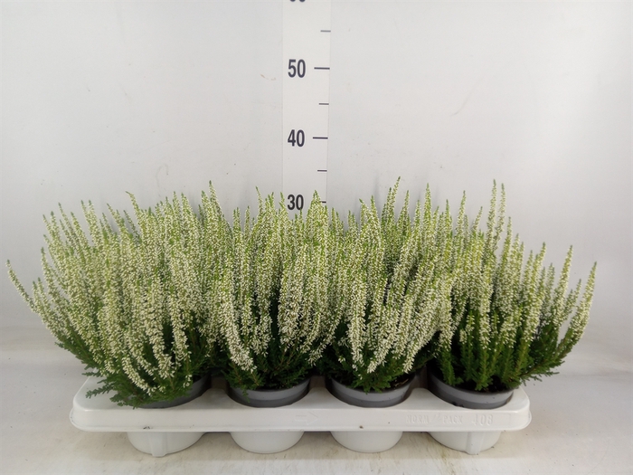<h4>Calluna vulg. 'Beauty L Verenka'</h4>