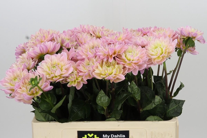 <h4>Dahlia Dianas Memory</h4>