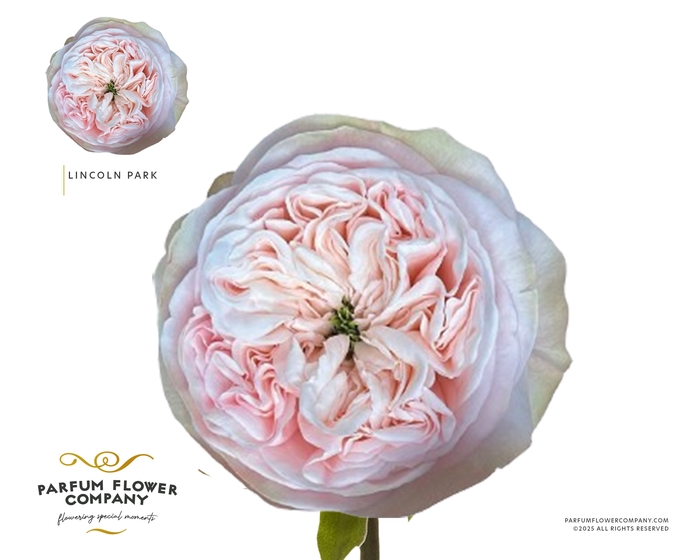 <h4>Rosa Garden Lincoln Park</h4>