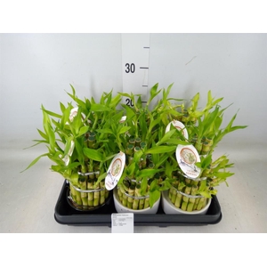 Dracaena sand. 'Lucky Bamboo' ..pyr