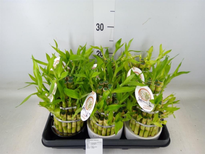 <h4>Dracaena sand. 'Lucky Bamboo' ..pyr</h4>