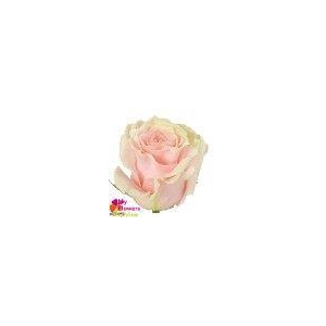 R Gr Pink Mondial Bicolor 60cm EC