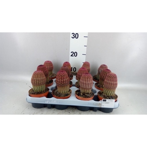 Cereus   ...