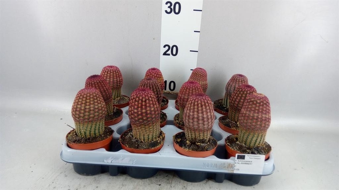 <h4>Cereus   ...</h4>