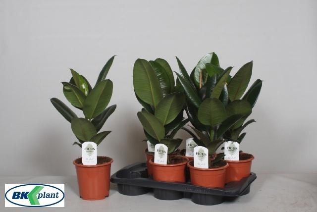 <h4>Fic El Robusta</h4>