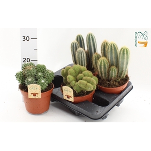 CACTUS GEM