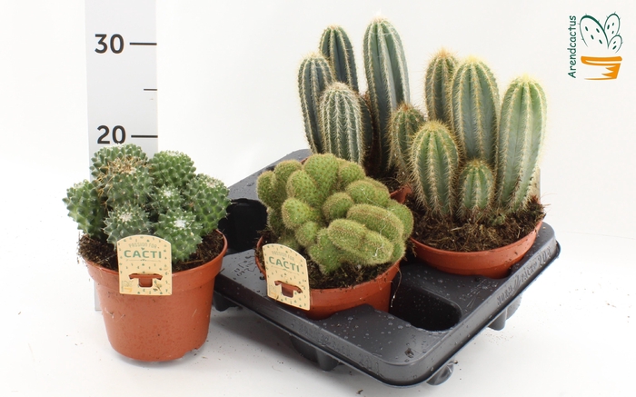 <h4>CACTUS GEM</h4>