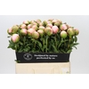 Paeonia Colonel Owen Cousins