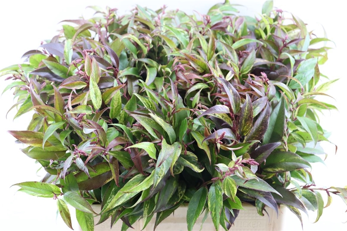 <h4>Leucothoe Fonta Rainbow</h4>