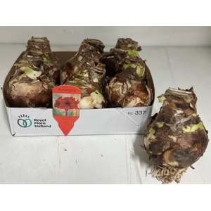 BLOEMBOL HIPPEASTRUM