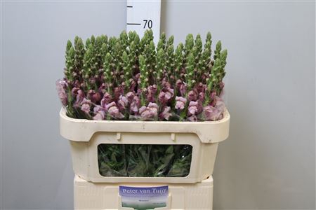 <h4>Antirrhinum majus 'Poto Lavendel'</h4>