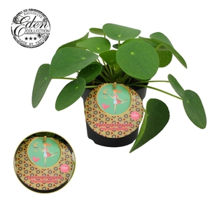 Pilea Peperomioides 10,5cm Nederlands etiket