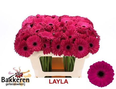 Ge Mi Layla