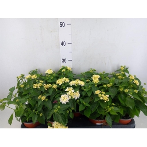 Lantana camara 'Havana White'
