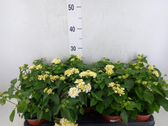 <h4>Lantana camara 'Havana White'</h4>