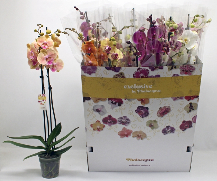 <h4>PHAL GEM 10 KL</h4>