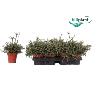 Rhipsalis pilocarpa D9 cm