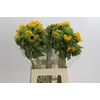 Helianthus Orange Fire