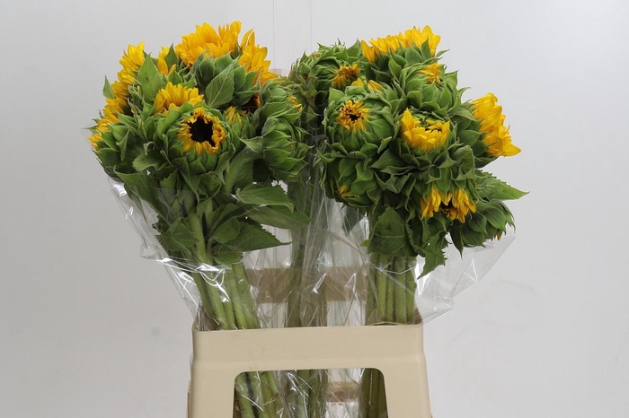 Helianthus Orange Fire