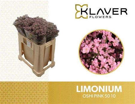 <h4>Lim Saf Oshi Pink</h4>