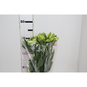 ALSTROEMERIA MISTRAL 080 CM