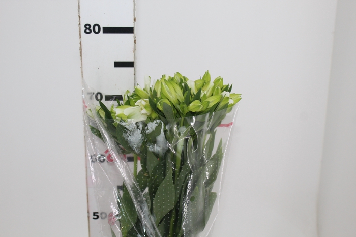<h4>ALSTROEMERIA MISTRAL 080 CM</h4>