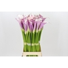 Zantedeschia Eydolls Purple White
