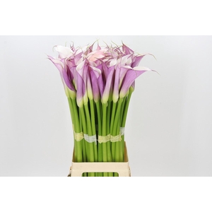 Zantedeschia Eydolls Purple White
