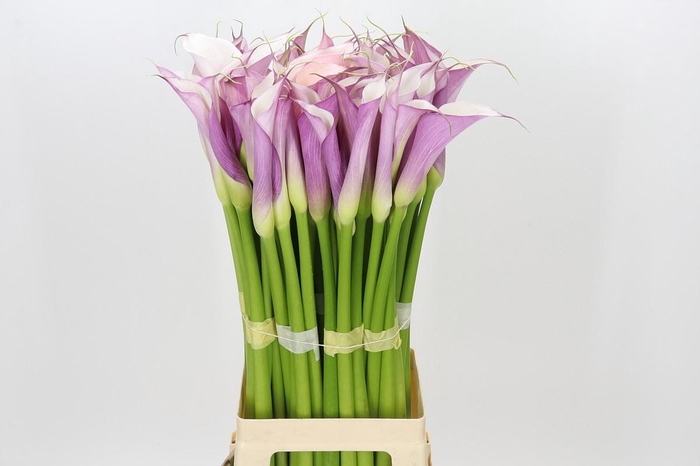 <h4>Zantedeschia Eydolls Purple White</h4>