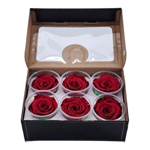 Rosa Preserved Xl Red 01