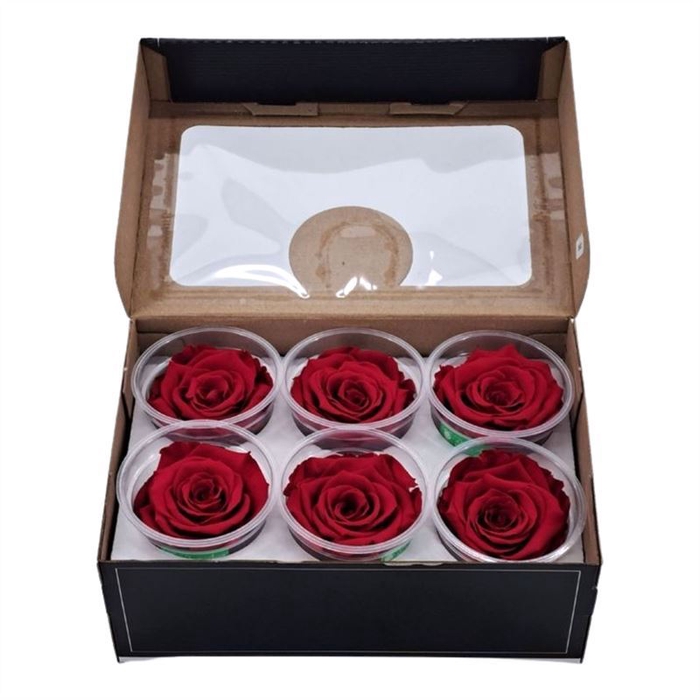 <h4>Rosa Preserved Xl Red 01</h4>