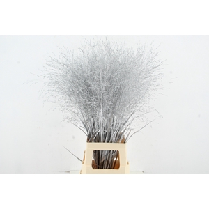 Gras Panic Warrior Silver