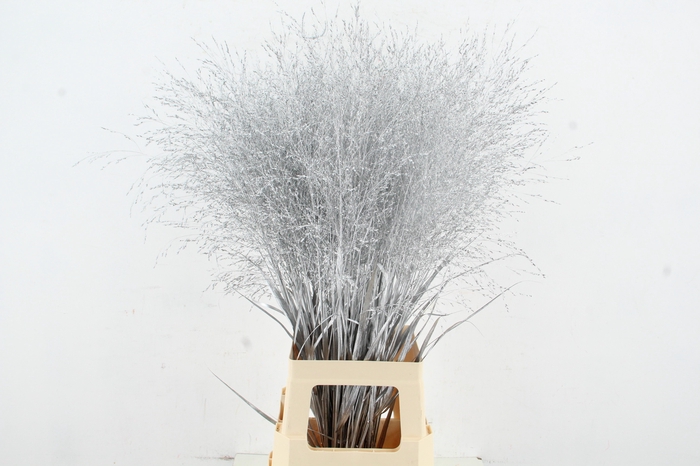 <h4>Gras Panic Warrior Silver</h4>