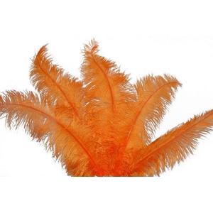 Feather ostrich orange 5st/ bunch