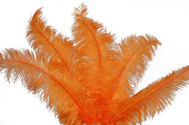 <h4>Feather ostrich orange 5st/ bunch</h4>