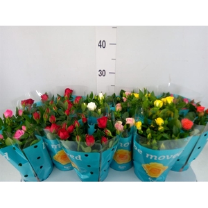 Rosa 'Beau Monde' ...mix