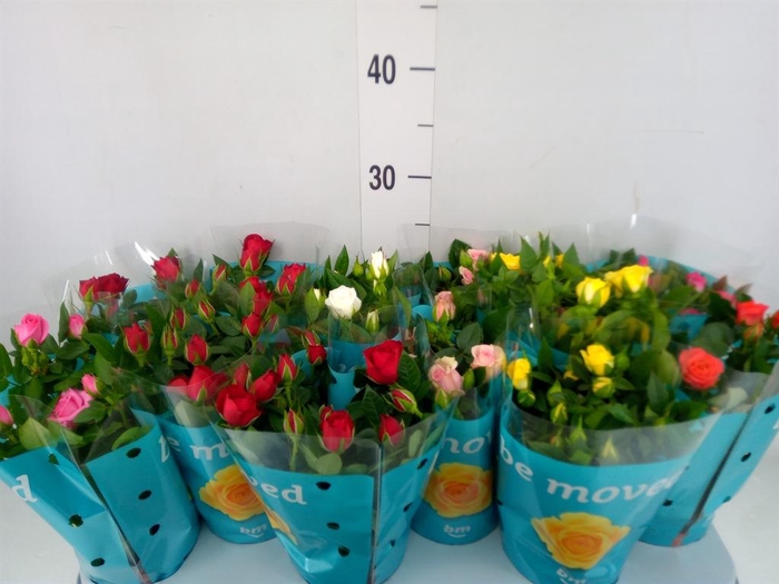 <h4>Rosa  'Beau Monde'   ...mix</h4>
