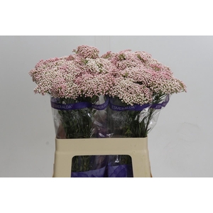 Ozothamnus Cooks Pink