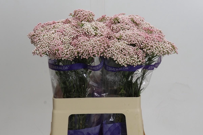 Ozothamnus Cooks Tall Pink