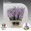 Matthiola Iron Marine