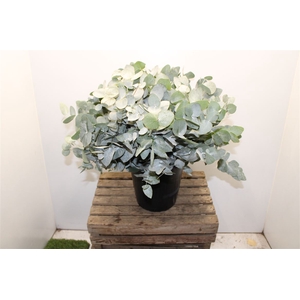 Euc Cinerea Kort (zaf)