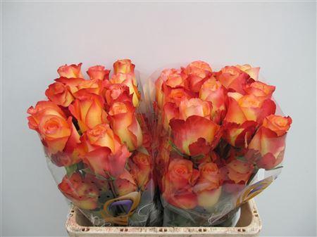 <h4>R Gr Encanto Ll</h4>