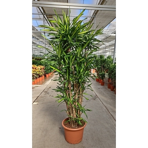 Dracaena Riki