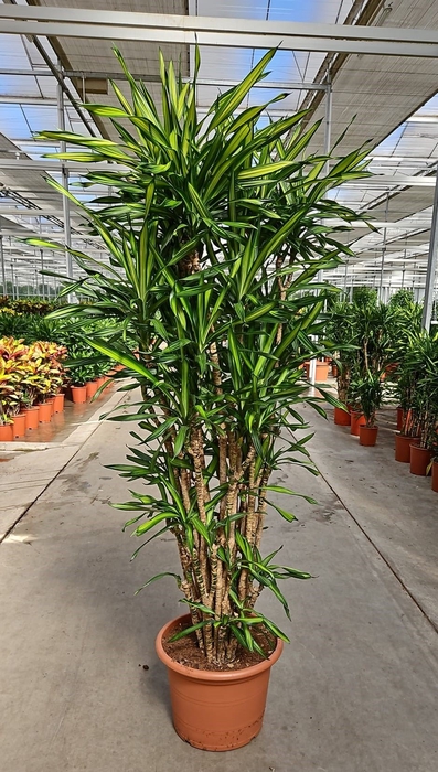 Dracaena Riki